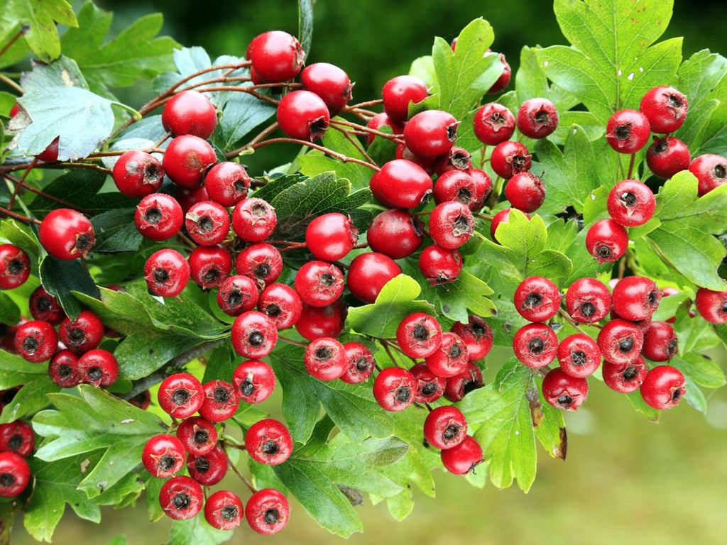 Useful properties of hawthorn fruits